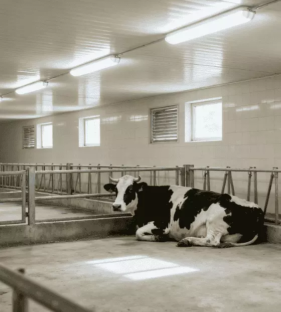 LED-Beleuchtung für Kuhstall (1)